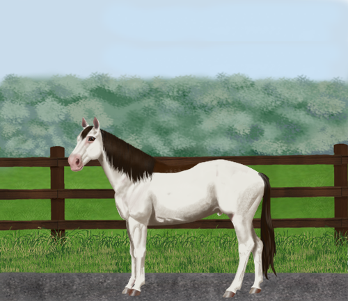 horse image