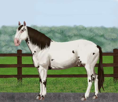 horse image