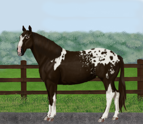 horse image