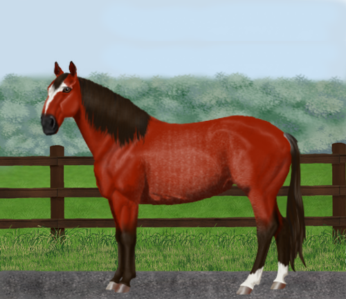 horse image