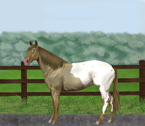 horse image