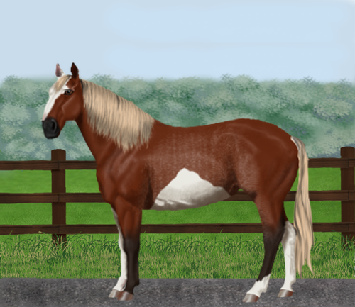 horse image