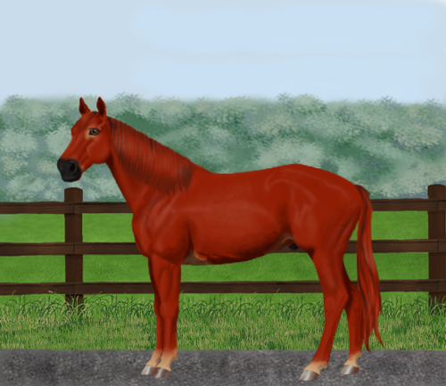 horse image