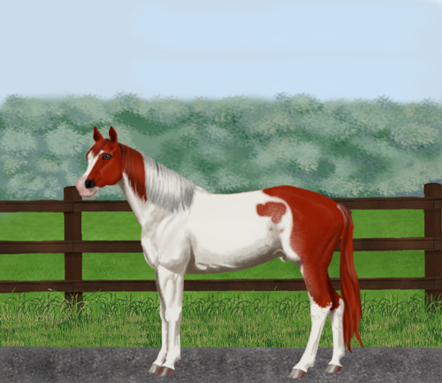 horse image