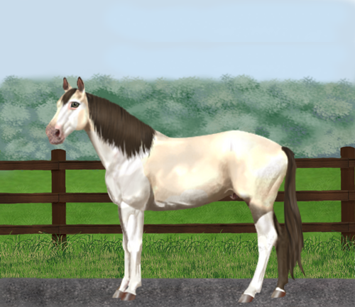 horse image