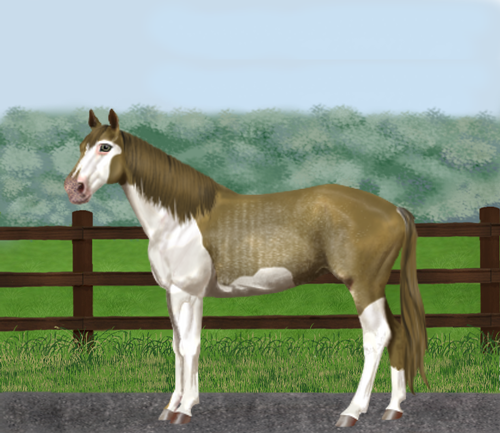 horse image