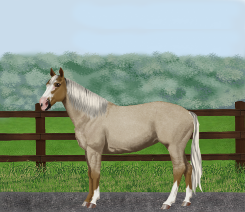 horse image