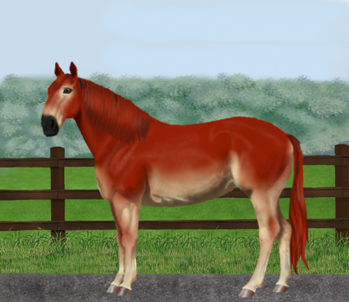 horse image