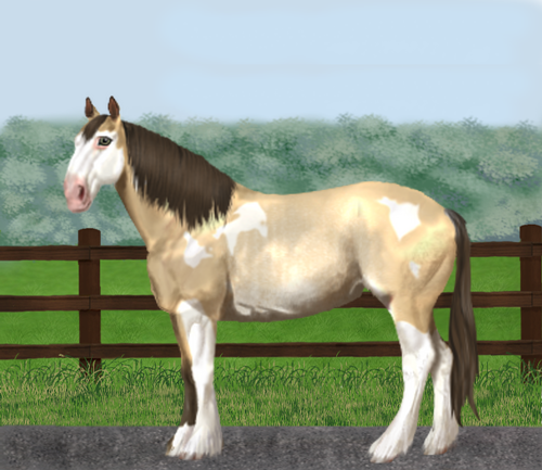 horse image