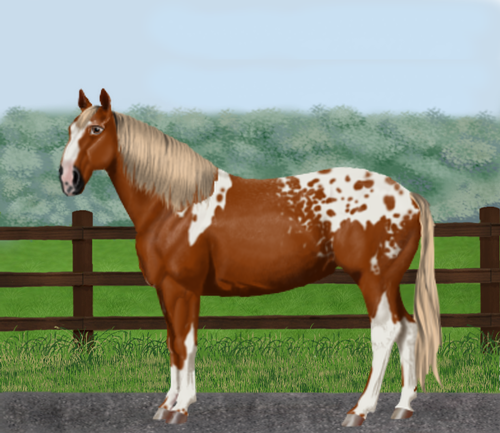 horse image