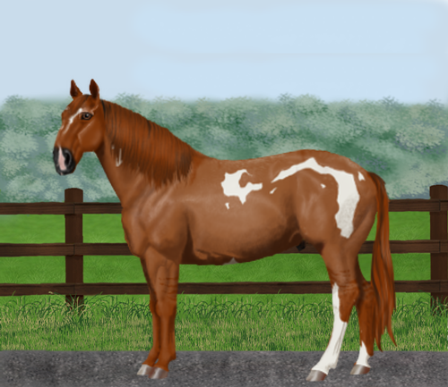 horse image