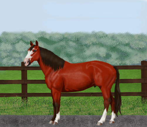 horse image