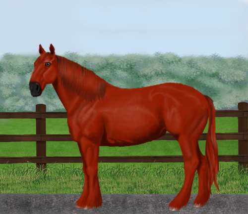 horse image