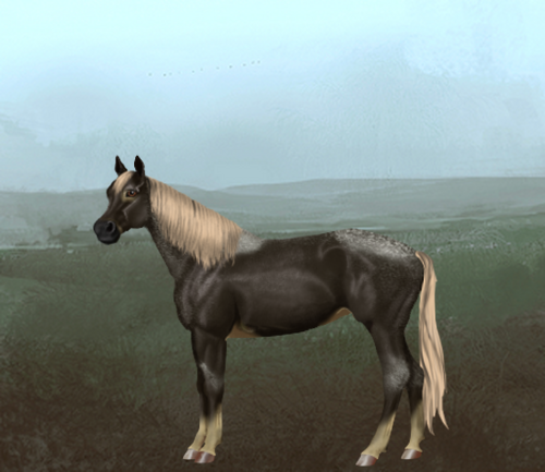 horse image