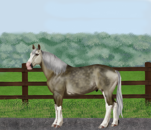 horse image