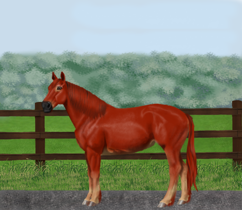 horse image