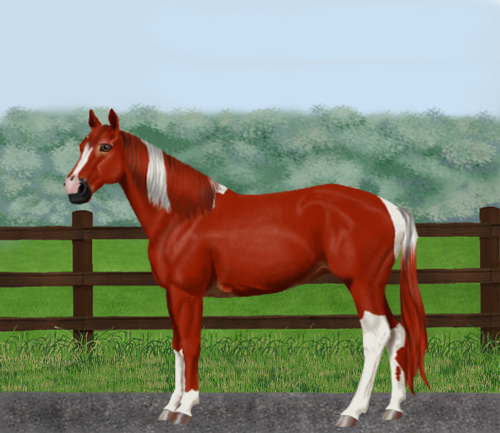 horse image