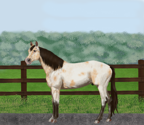 horse image