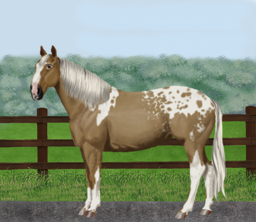 horse image