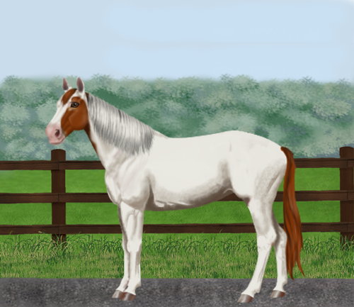 horse image