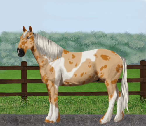 horse image