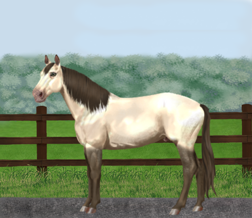 horse image