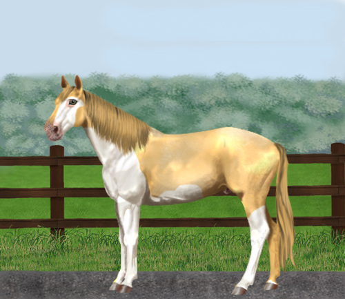 horse image