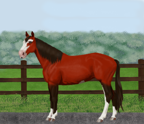 horse image