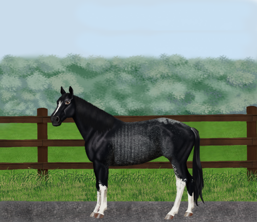 horse image