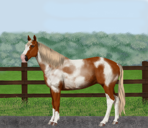 horse image