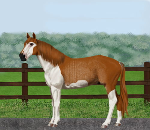 horse image