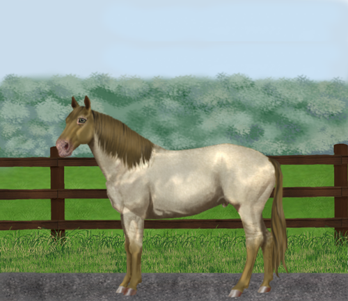 horse image