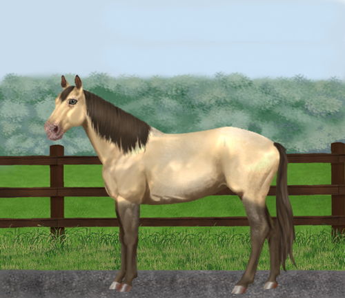 horse image