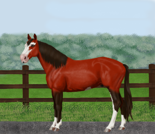 horse image