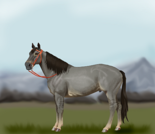 horse image