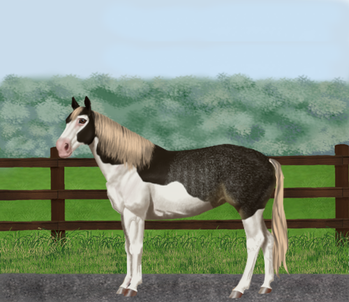 horse image