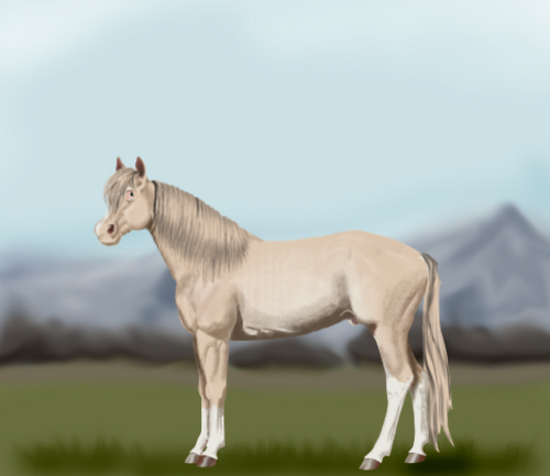 horse image