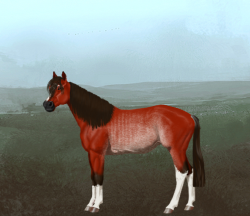 horse image