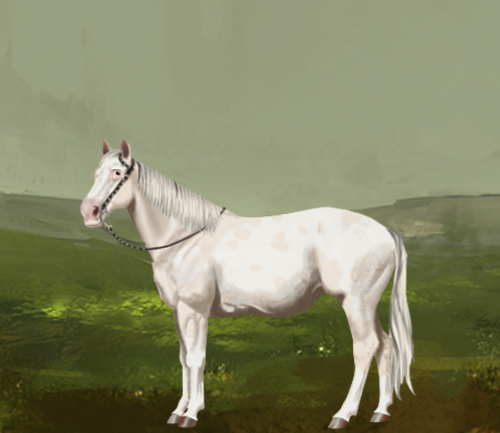 horse image