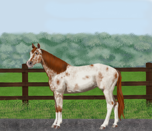 horse image