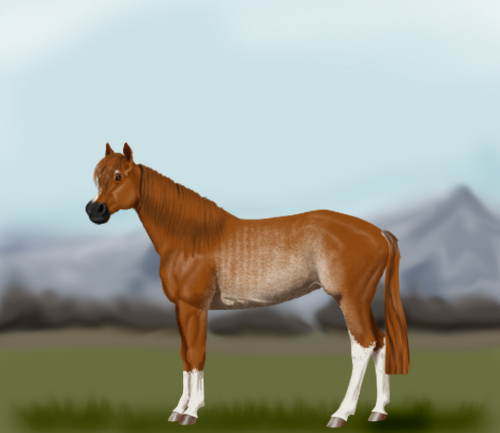 horse image