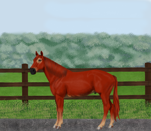 horse image