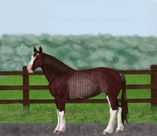 horse image