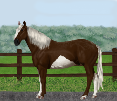 horse image