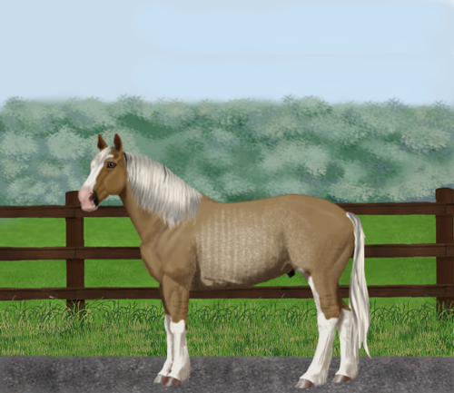 horse image