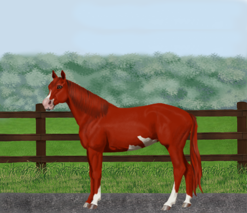 horse image