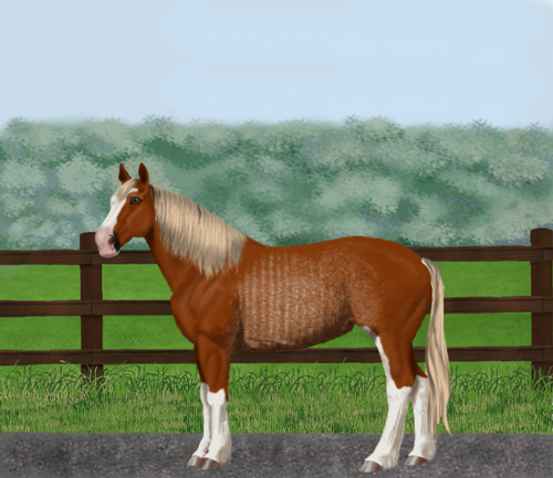 horse image