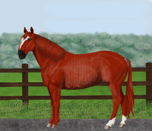 horse image