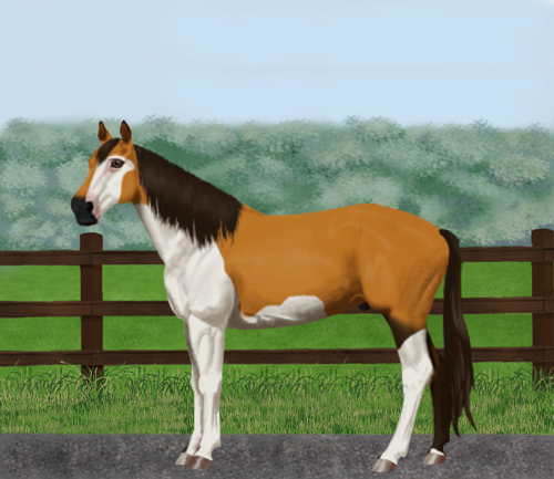 horse image