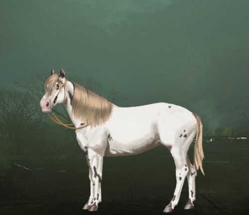 horse image